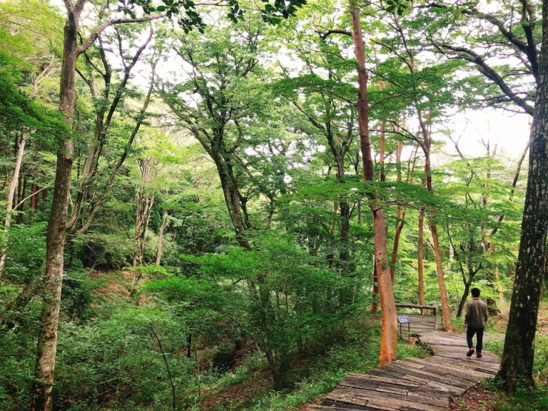 小鳥のさえずりが聞ける散歩道
