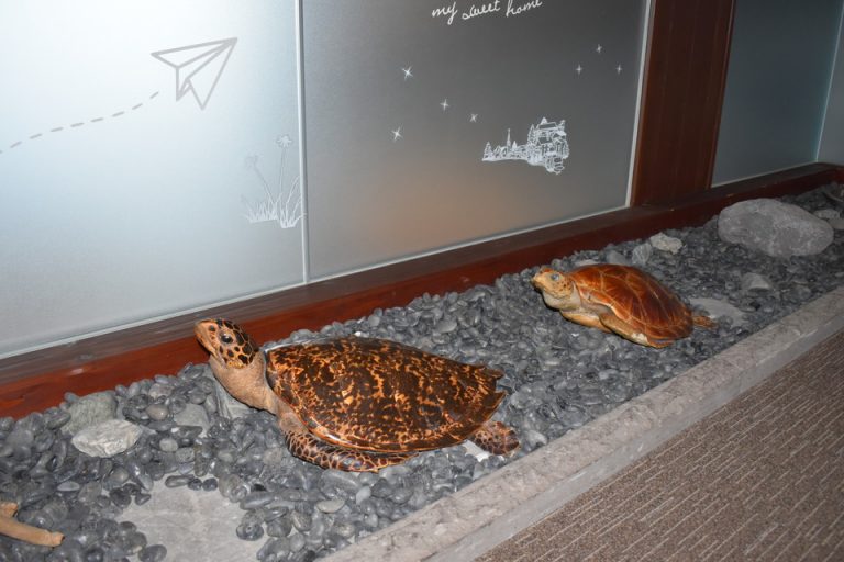 ウミガメがお出迎えの客室入口付近廊下