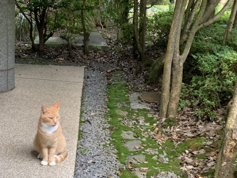 箱根風雅に住み着いている野良猫
