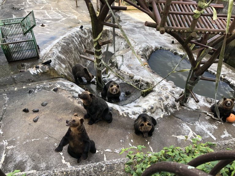 クマ牧場