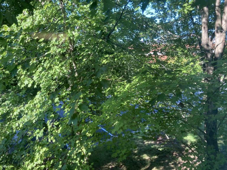 客室からの眺望