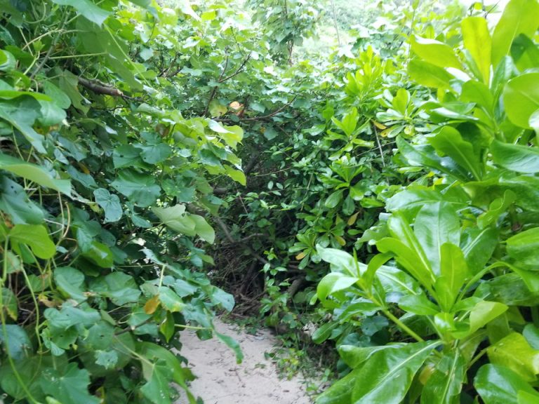 ビーチへ行く道は草がかなり生い茂ってました