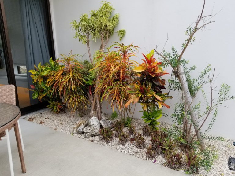 テラスの植物もお洒落