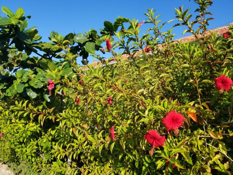 ヴィラ前の通路にはたくさんのハイビスカスが咲いてました