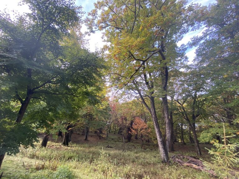 紅葉し始めでしたが、秋が深まるとさらにきれいになりそうです