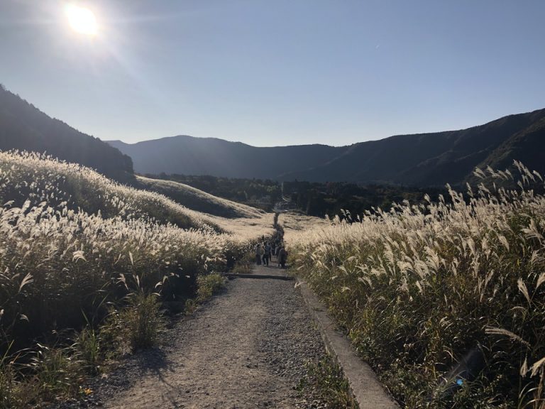 仙石原すすき草原(5)