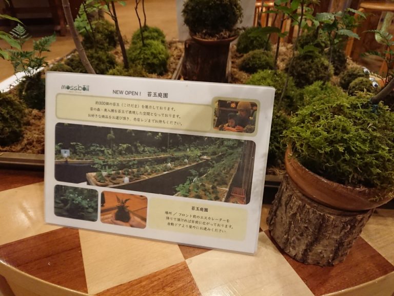 奥入瀬渓流といえば「苔」苔玉を購入することができます。