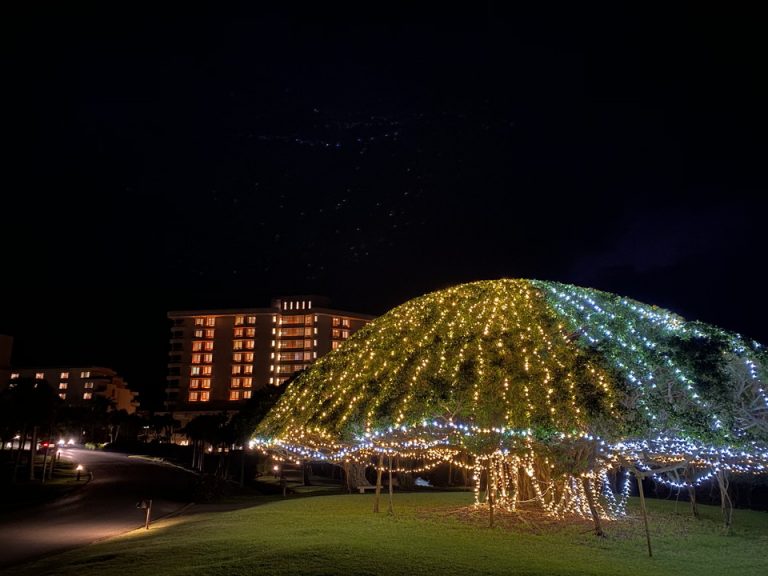 ホテル名物の木