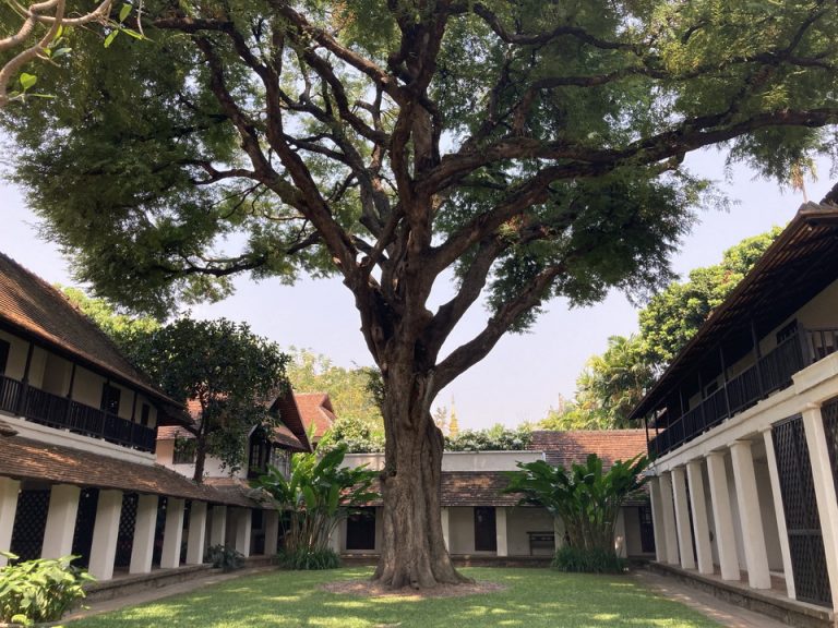 ホテルの名前の由来になったタマリンドの木樹齢250年2