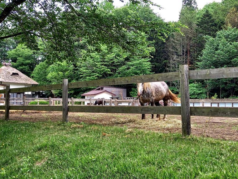 20210618_馬がいた。