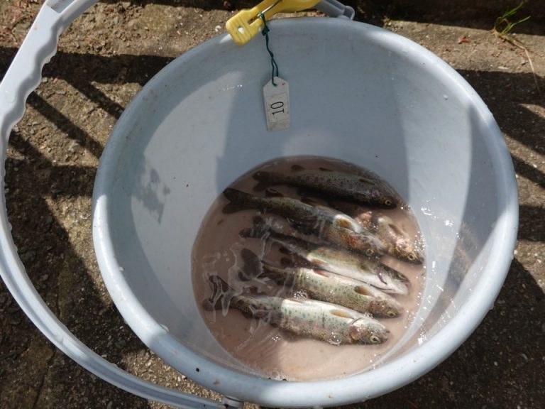 30分くらいで6匹釣れました(有馬ます池)