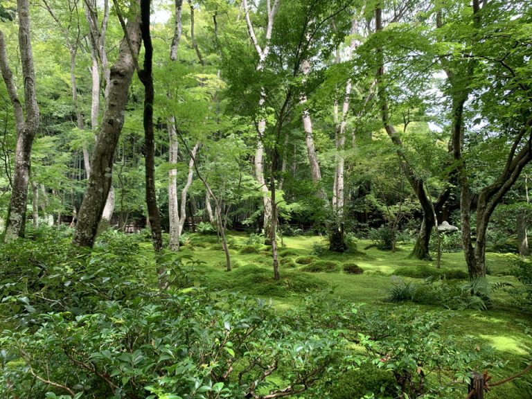観光スポット(祇王寺、苔が美しいと話題の寺)