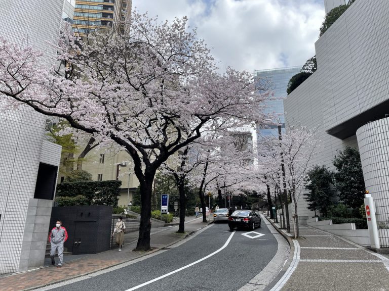 ホテル隣・溜池側のサクラが見ごろの通り(桜坂)