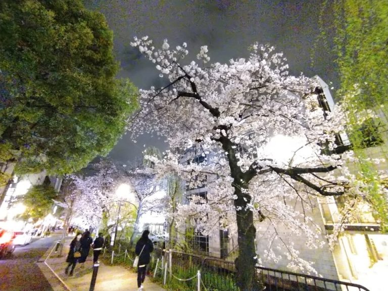 高瀬川の夜桜