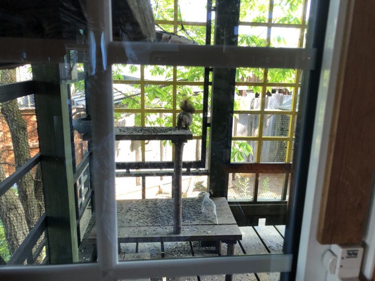 運がいいとレストランからシマリスが見れます2