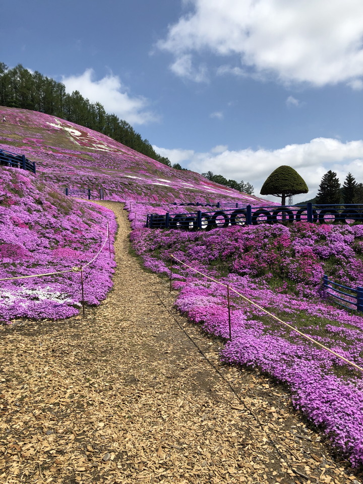 周辺観光の東藻琴芝桜公園2