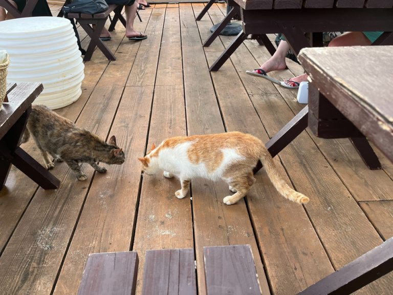 食事提供場猫たち