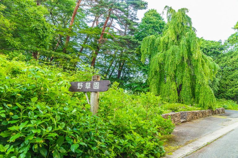 ホテルに野草園が併設されています