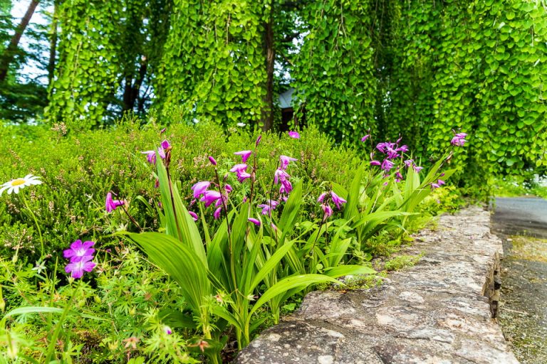 野草園内のお花