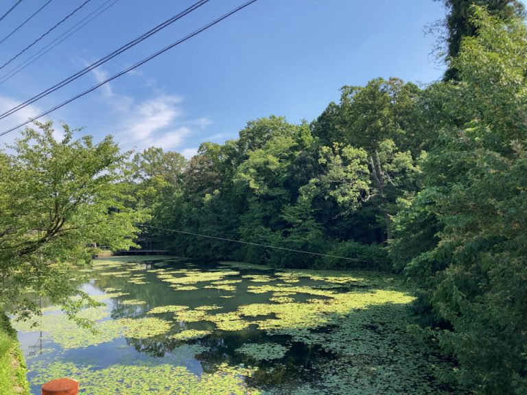 ホテル周辺にある真菰ヶ池(まこもがいけ)