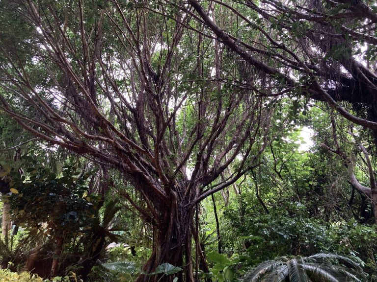 広大な敷地を散歩中に出会える植物たちに癒されます