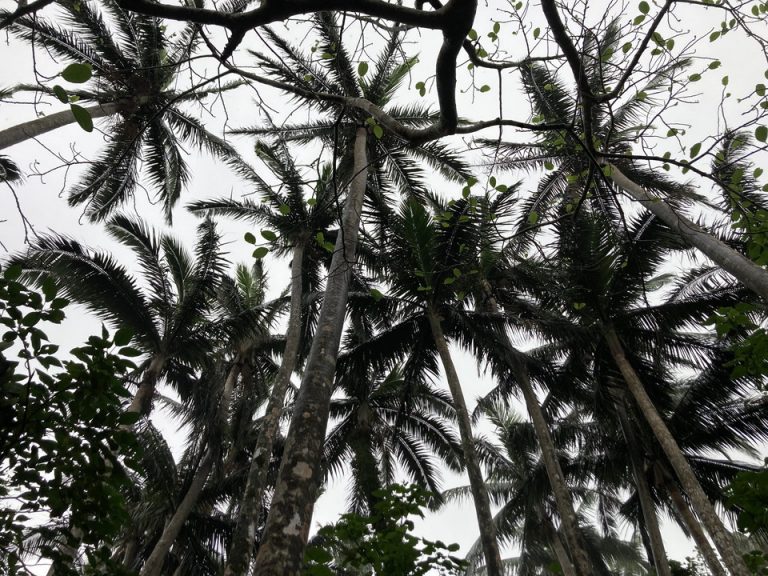 ヤエヤマヤシの群衆。シルエットが美しいです