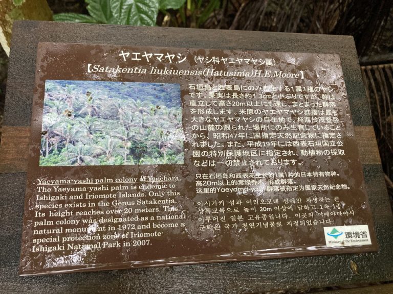 車で20分ほどの距離にある米原のヤエヤマヤシの群衆