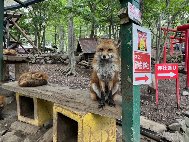観光スポット_蔵王きつね(1)