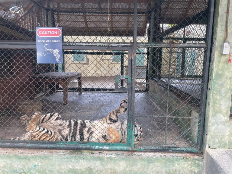 休憩中の虎です