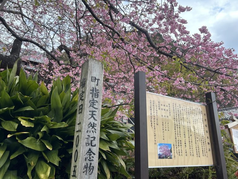河津桜 原木