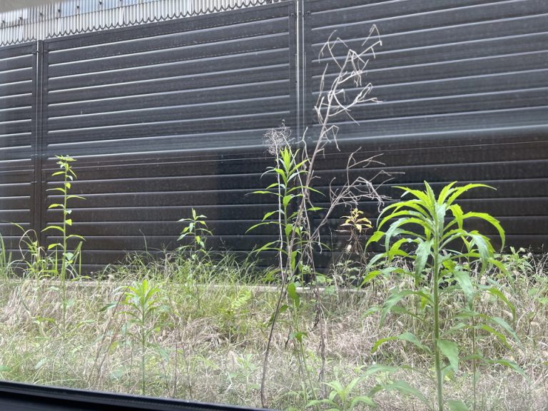 客室からの眺望