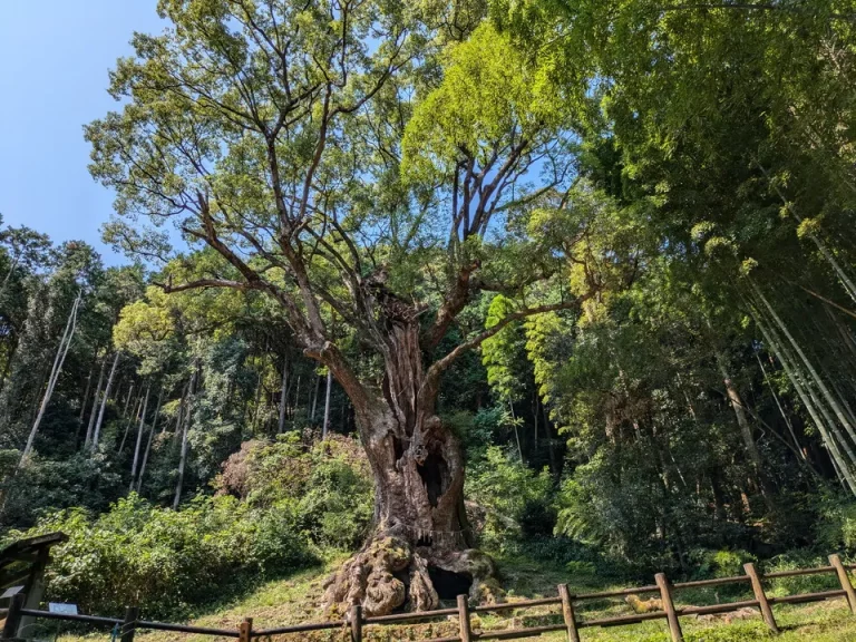 樹齢3000年の大楠