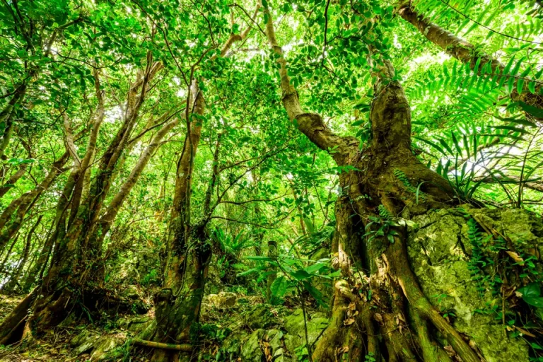 TWIN-LINE HOTEL YANBARU OKINAWA JAPAN_Forest