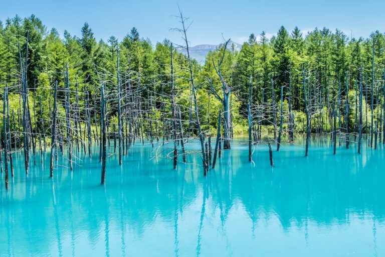 美瑛町の白金青い池 北海道