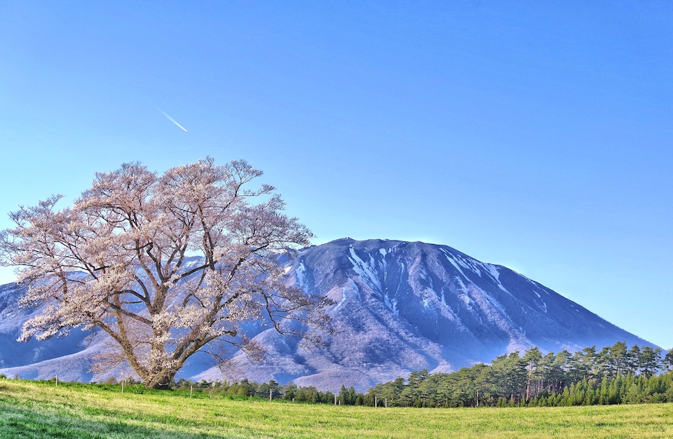 一本桜と岩手山