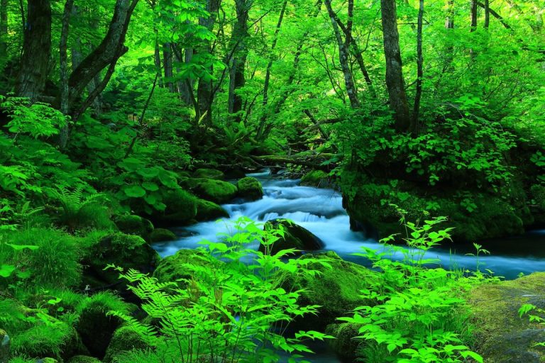 奥入瀬渓流の夏