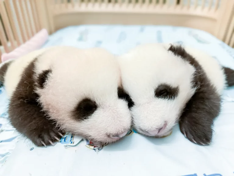 20241006_双子赤ちゃんパンダ弟(左)_姉 (右)